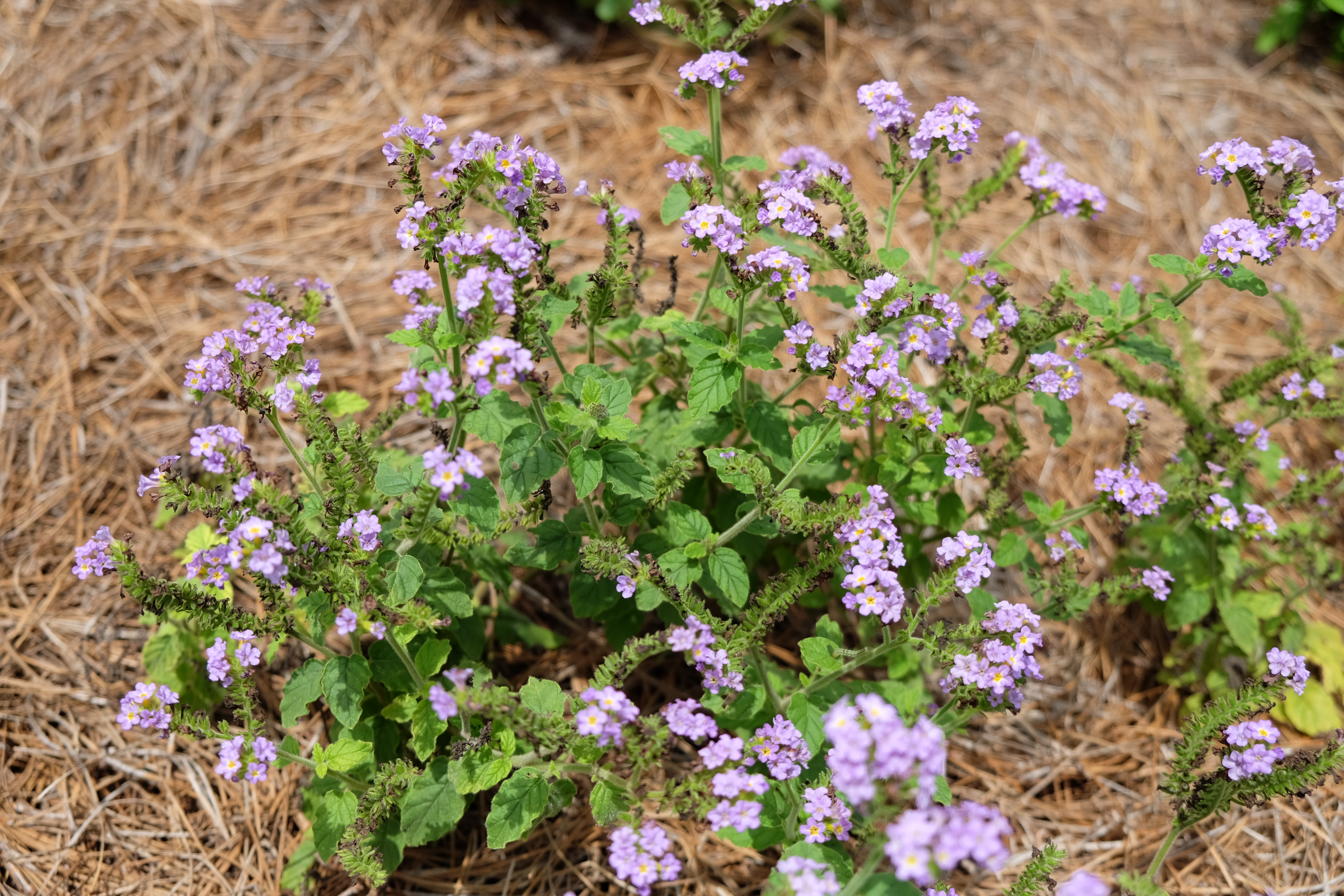 heliotropium augusta lavenderJPG